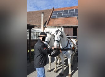 Lipizzaner, Wallach, 11 Jahre, 164 cm, Fliegenschimmel