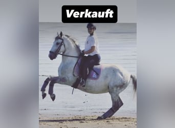Lipizzaner Mix, Wallach, 12 Jahre, 159 cm, Apfelschimmel