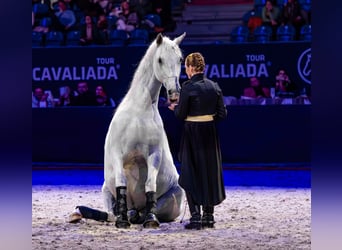 Lipizzaner, Wallach, 12 Jahre, 161 cm, Schimmel