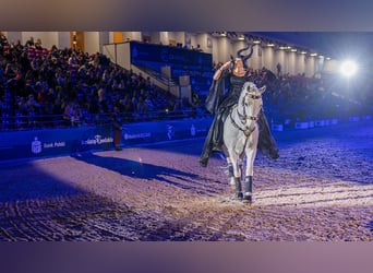 Lipizzaner, Wallach, 12 Jahre, 161 cm, Schimmel