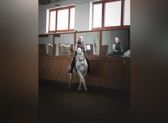 Lipizzaner, Wallach, 12 Jahre, 161 cm, Schimmel