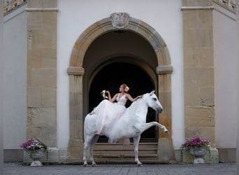 Lipizzaner, Wallach, 12 Jahre, 161 cm, Schimmel