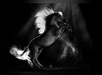 Lipizzaner, Wallach, 12 Jahre, 161 cm, Schimmel