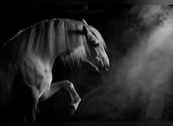 Lipizzaner, Wallach, 12 Jahre, 161 cm, Schimmel