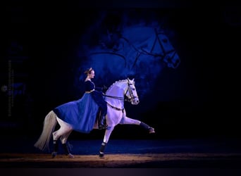 Lipizzaner, Wallach, 12 Jahre, 161 cm, Schimmel