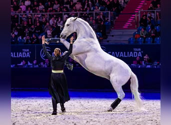Lipizzaner, Wallach, 12 Jahre, 161 cm, Schimmel