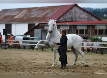 Lipizzaner, Wallach, 12 Jahre, 161 cm, Schimmel