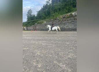 Lipizzaner, Wallach, 12 Jahre, 163 cm, White