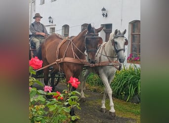 Lipizzaner, Wallach, 13 Jahre, 160 cm, Apfelschimmel