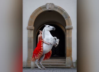 Lipizzaner, Wallach, 13 Jahre, 161 cm, Schimmel
