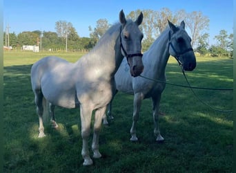 Lipizzaner, Wallach, 13 Jahre, 165 cm, White