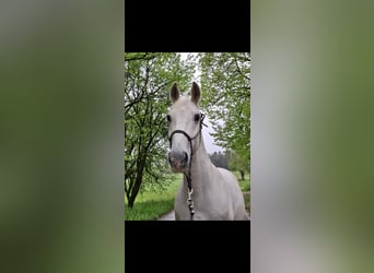 Lipizzaner, Wallach, 14 Jahre, 150 cm, Schimmel