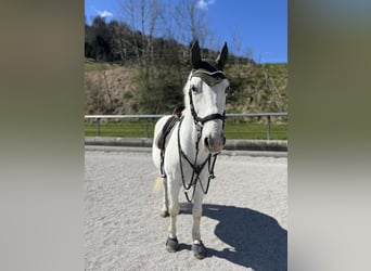 Lipizzaner, Wallach, 14 Jahre, 153 cm, Schimmel