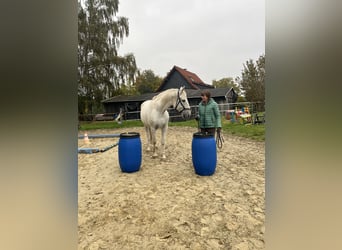 Lipizzaner, Wallach, 14 Jahre, 162 cm, Schimmel