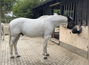 Lipizzaner, Wallach, 14 Jahre, 162 cm, Schimmel
