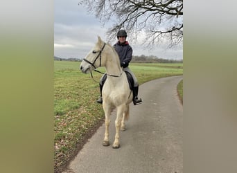 Lipizzaner, Wallach, 14 Jahre, 162 cm, Schimmel