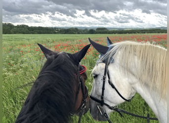Lipizzaner, Wallach, 14 Jahre, 162 cm, Schimmel