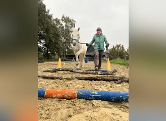 Lipizzaner, Wallach, 14 Jahre, 162 cm, Schimmel