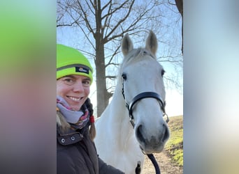 Lipizzaner, Wallach, 14 Jahre, 162 cm, Schimmel