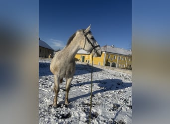 Lipizzaner, Wallach, 14 Jahre, 162 cm, Schimmel