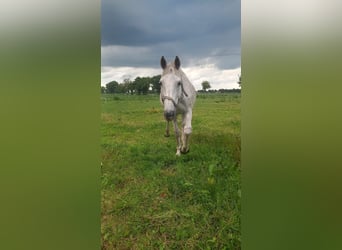 Lipizzaner Mix, Wallach, 14 Jahre, 165 cm, Schimmel