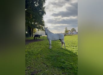 Lipizzaner, Wallach, 14 Jahre, 170 cm, Schimmel