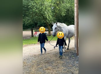 Lipizzaner, Wallach, 14 Jahre, 170 cm, Schimmel