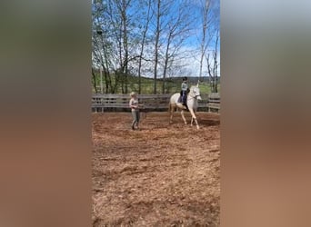 Lipizzaner, Wallach, 15 Jahre, 158 cm, Schimmel