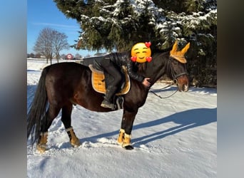 Lipizzaner, Wallach, 15 Jahre, 160 cm, Brauner