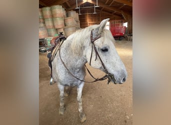 Lipizzaner Mix, Wallach, 17 Jahre, Schimmel