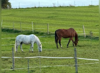 Lipizzaner Mix, Wallach, 17 Jahre, Schimmel