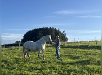 Lipizzaner Mix, Wallach, 17 Jahre, Schimmel