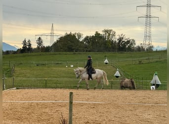 Lipizzaner Mix, Wallach, 17 Jahre, Schimmel