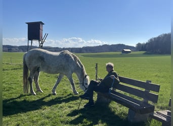 Lipizzaner Mix, Wallach, 18 Jahre, 158 cm, Schimmel