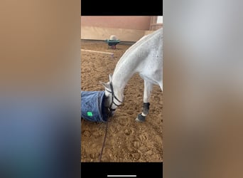 Lipizzaner, Wallach, 18 Jahre, 162 cm, Fliegenschimmel