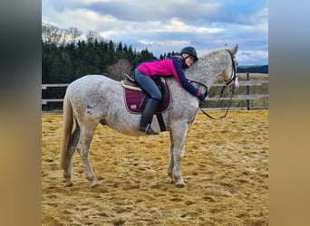 Lipizzaner Mix, Wallach, 18 Jahre, 165 cm, Fliegenschimmel