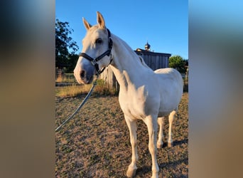 Lipizzaner Mix, Wallach, 19 Jahre, 155 cm, White