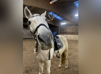 Lipizzaner Mix, Wallach, 19 Jahre, 168 cm, Schimmel