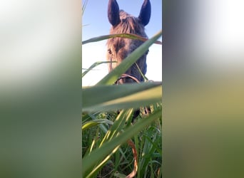 Lipizzaner, Wallach, 1 Jahr, 150 cm, Schimmel