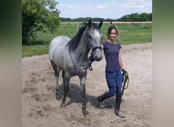 Lipizzaner, Wallach, 2 Jahre, 150 cm, Schimmel