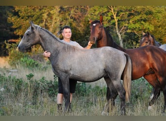 Lipizzaner, Wallach, 2 Jahre, 151 cm, Schimmel