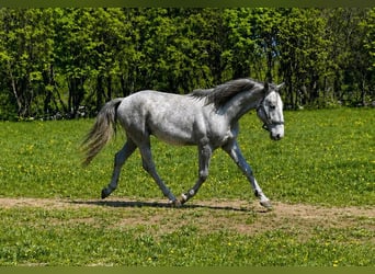 Lipizzaner, Wallach, 2 Jahre, 153 cm, Schimmel