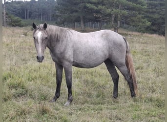 Lipizzaner, Wallach, 2 Jahre, 155 cm, Schimmel