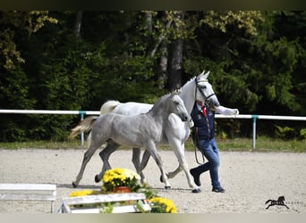 Lipizzaner, Wallach, 2 Jahre, 158 cm, Schimmel