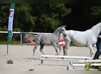 Lipizzaner, Wallach, 2 Jahre, 158 cm, Schimmel