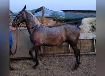 Lipizzaner, Wallach, 2 Jahre, 162 cm, Kann Schimmel werden