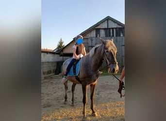 Lipizzaner, Wallach, 2 Jahre, 162 cm, Kann Schimmel werden