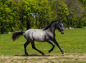 Lipizzaner, Wallach, 2 Jahre, Schimmel
