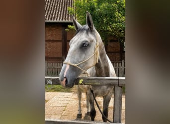 Lipizzaner, Wallach, 3 Jahre, 149 cm, Schimmel