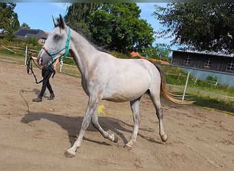 Lipizzaner, Wallach, 3 Jahre, 149 cm, Schimmel